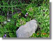 Flors_306.jpg