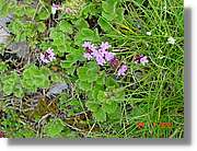 Flors_307.jpg