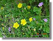 Flors_308.jpg