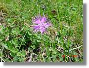 Flors_309.jpg