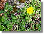 Flors_310.jpg