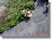 Flors_311.jpg