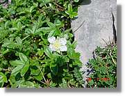 Flors_312.jpg