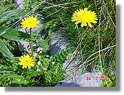 Flors_313.jpg