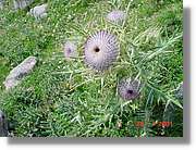 Flors_314.jpg