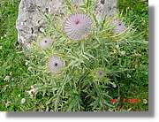 Flors_315.jpg