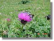 Flors_316.jpg