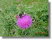 Flors_317.jpg