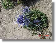 Flors_318.jpg