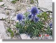 Flors_319.jpg