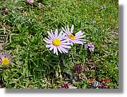 Flors_320.jpg