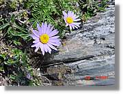Flors_321.jpg