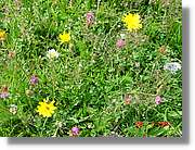 Flors_322.jpg
