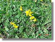 Flors_323.jpg