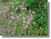 Flors_324.jpg