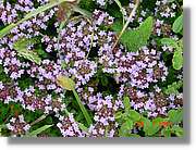 Flors_325.jpg