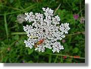 Flors_326.jpg