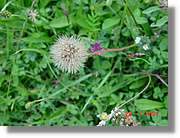 Flors_327.jpg