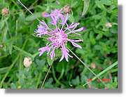 Flors_328.jpg