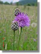 Flors_329.jpg