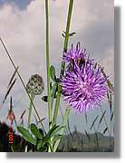 Flors_330.jpg