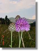 Flors_331.jpg