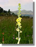 Flors_332.jpg