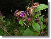 Flors_333.jpg