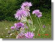 Flors_334.jpg