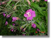 Flors_335.jpg