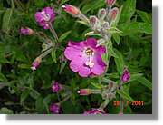 Flors_336.jpg