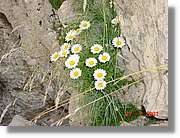 Flors_337.jpg