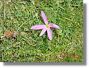 Flors_338.jpg