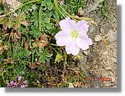 Flors_339.jpg