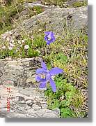 Flors_340.jpg