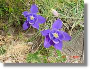 Flors_341.jpg