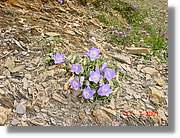 Flors_342.jpg