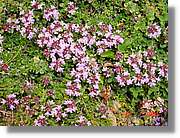 Flors_343.jpg