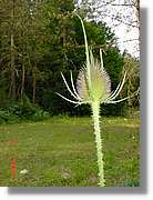 Flors_344.jpg