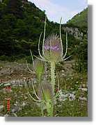 Flors_345.jpg
