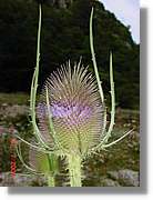 Flors_346.jpg
