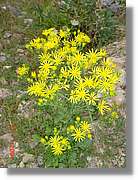 Flors_347.jpg