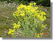 Flors_348.jpg