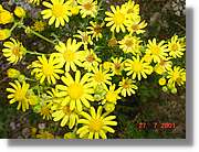 Flors_349.jpg