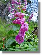 Flors_350.jpg