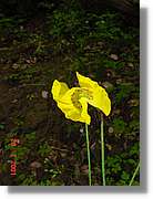 Flors_352.jpg