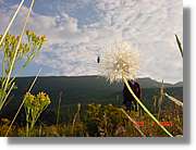 Flors_353.jpg
