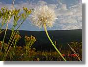Flors_354.jpg