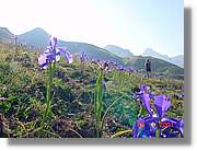 Flors_357.jpg