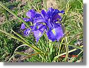 Flors_358.jpg
